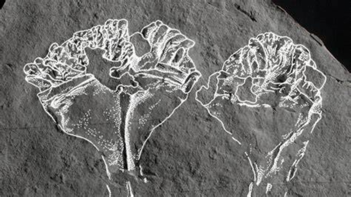 Eccezionale ritrovamento: scoperto il fossile del più antico predatore animale sulla Terra