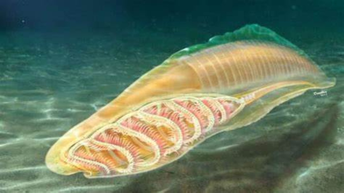 Questa bizzarra creatura acquatica potrebbe essere il più antico parente conosciuto di tutti i vertebrati