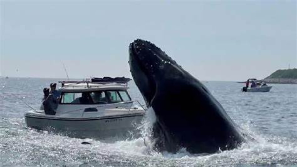 Una balena emerge dall’acqua e colpisce una barca