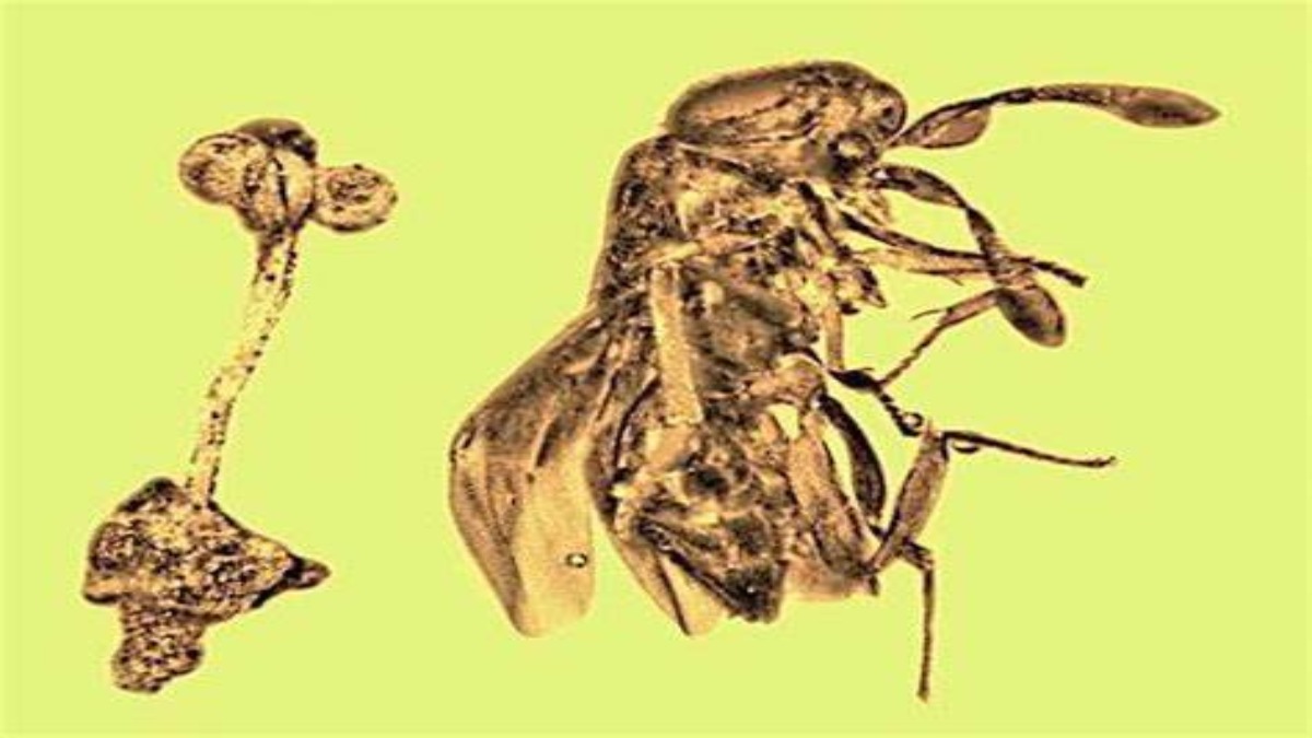Una vespa, un fiore e una mosca intrappolati nell’ambra rivelano un microcosmo di 30 milioni di anni fa