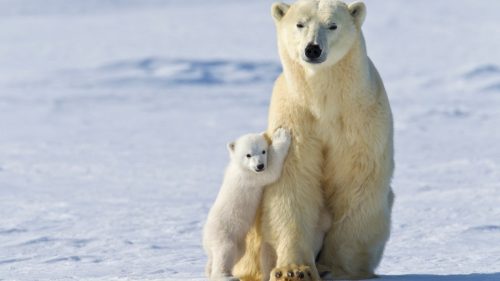 Gli orsi polari sempre più affamati si nutrono di spazzatura