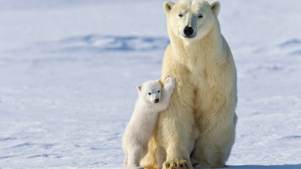 Gli orsi polari sempre più affamati si nutrono di spazzatura