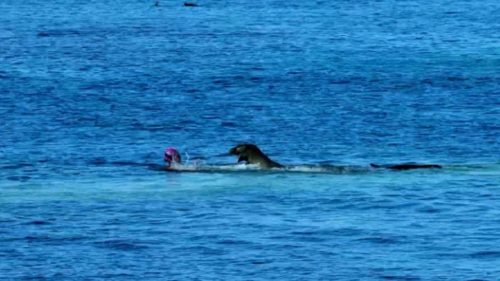 Hawaii: donna attaccata da una foca monaca. Il video