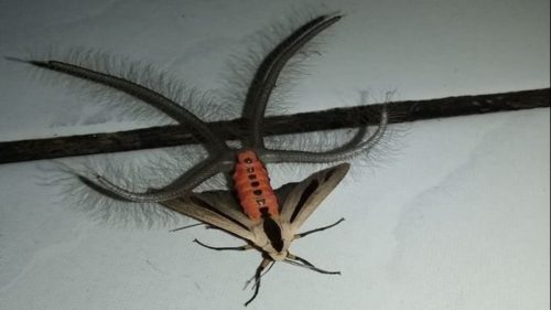 Creatonotos gangis, uno degli insetti più terrificanti dell’Australia