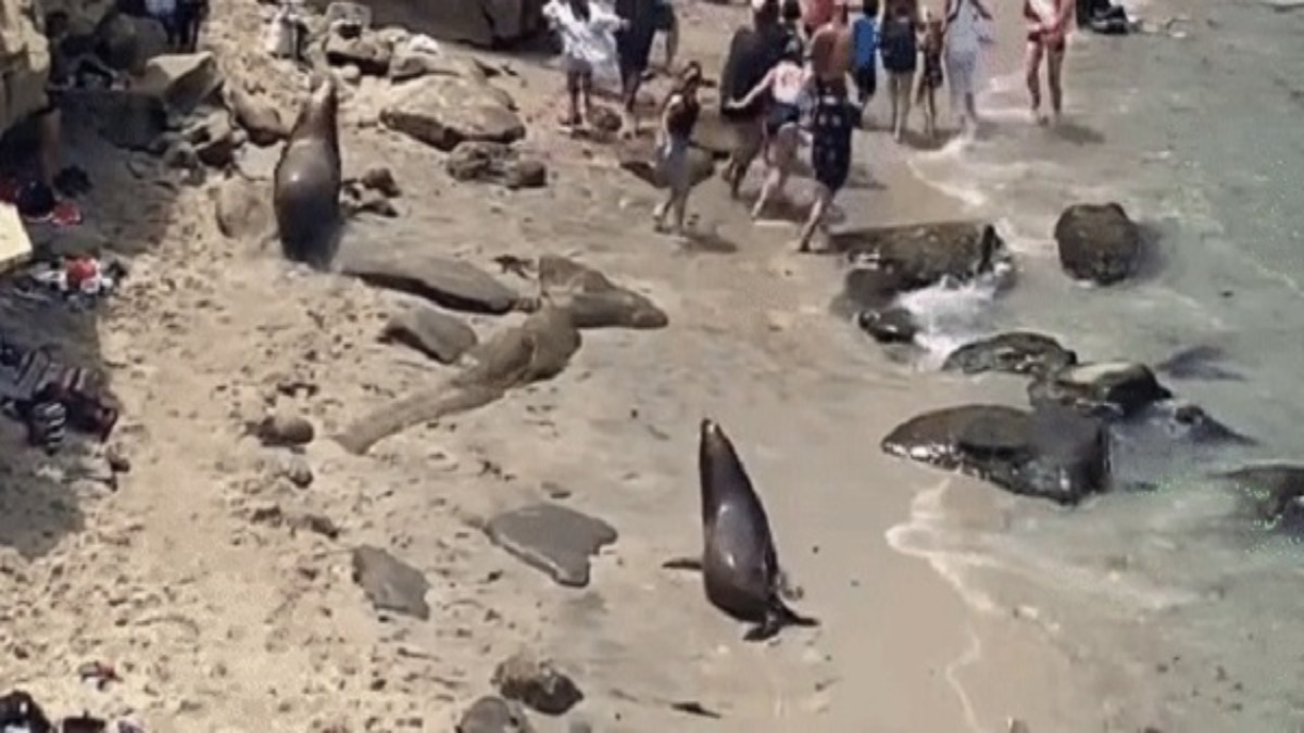 San Diego: leoni marini attaccano i bagnanti