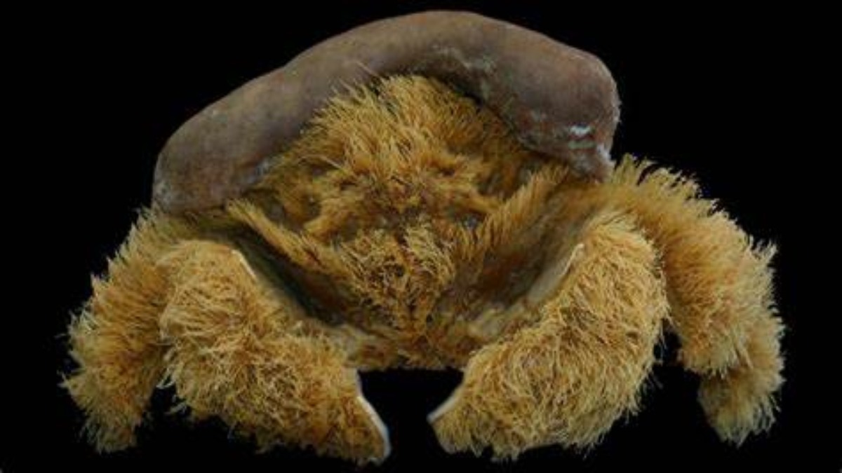Australia: scoperta nuova specie di granchio peloso che ha una spugna di mare come “cappello”
