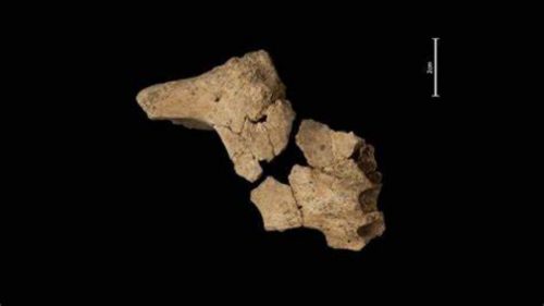 Spagna: ecco i resti del più antico ominide scoperto in Europa