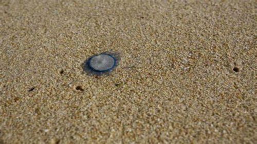 Una specie “aliena” avvistata su una spiaggia in Puglia. Di cosa si tratta?