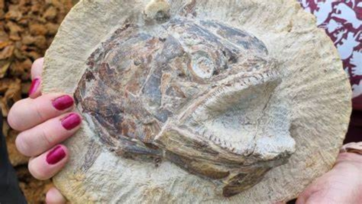 Regno Unito: scoperto un bellissimo fossile di 183 milioni di anni fa in una fattoria