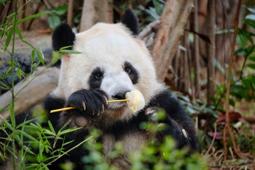 Cina: addio al panda più anziano del mondo, aveva 35 anni