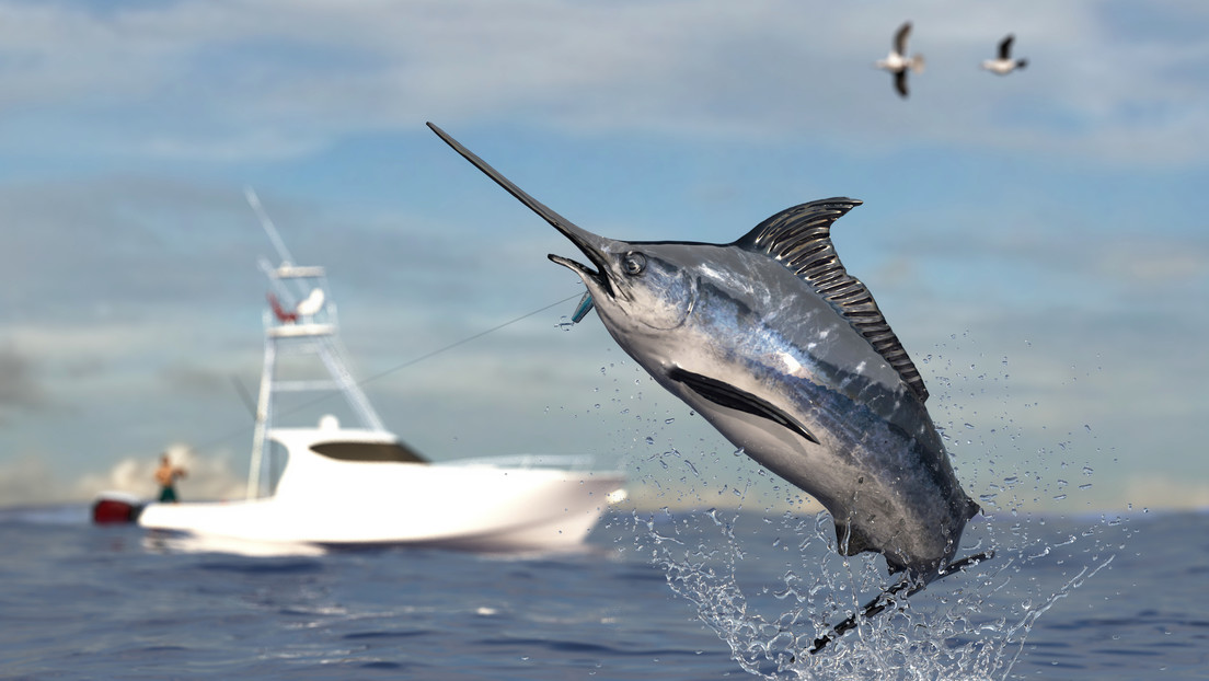 pesce-vela-1.jpg