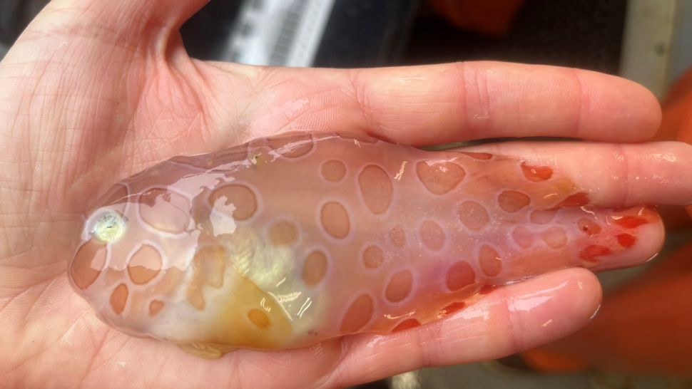 Uno strano pesce gelatinoso avvistato in Alaska