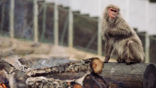 Giappone: le scimmie selvagge attaccano le persone. Oltre 40 feriti a Yamaguchi