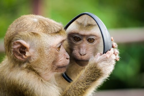 scimmie e smartphone