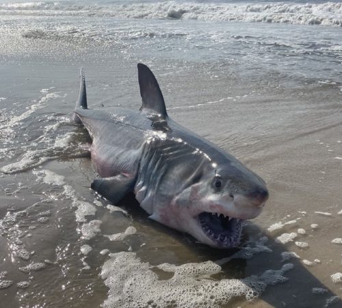 New York: spiagge chiuse a causa di avvistamenti “multipli” di squali