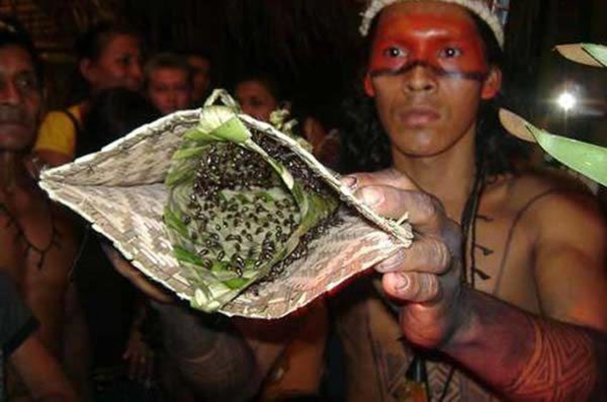 Brasile: la tribù Sateré-Mawé ha una tradizione pericolosa e folle per festeggiare la maggiore età [VIDEO]