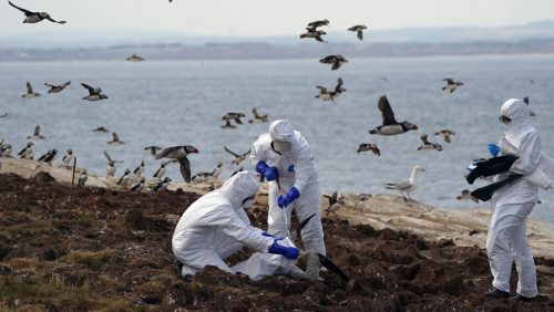 Un focolaio di influenza aviaria ha causato una “tragedia senza precedenti per la fauna selvatica”