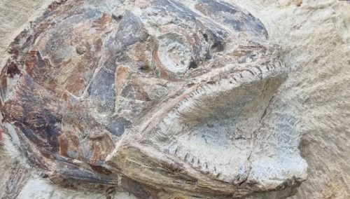 Straordinaria scoperta in un prato per il pascolo: trovati fossili eccezionali di 180 milioni di anni