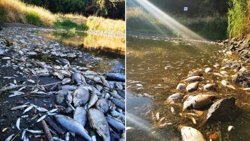 Tonnellate di pesci morti sulle rive dell’Oder, l’allarme: ‘Quantità record di mercurio’