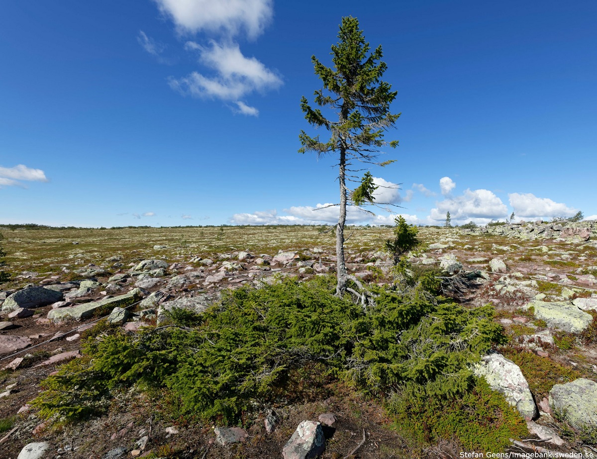 Old Tjikko, albero più antico del mondo