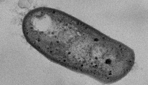 Scoperto un nuovo ceppo di batteri in grado di digerire zolfo e metano