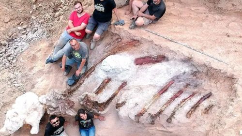 Il più grande dinosauro d’Europa scoperto nel cortile di una casa in Portogallo