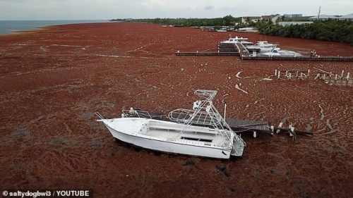 La quantità record di alghe sargasso sta soffocando le coste caraibiche, uccidendo la fauna selvatica