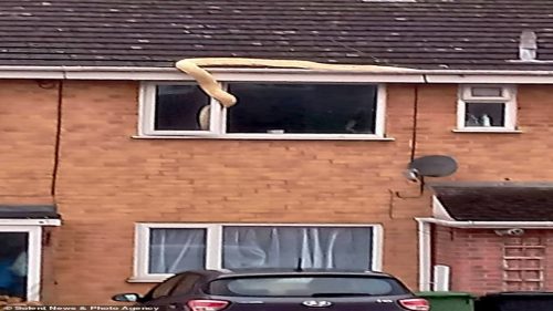 Inghilterra: una donna si è trovata in camera un pitone di 6 metri entrato dalla finestra