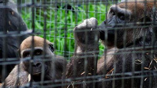 I gorilla dello zoo di Atlanta hanno inventato un nuovo verso per comunicare con gli esseri umani