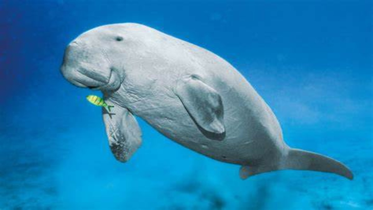 Cina: il dugongo è stato dichiarato “funzionalmente estinto”