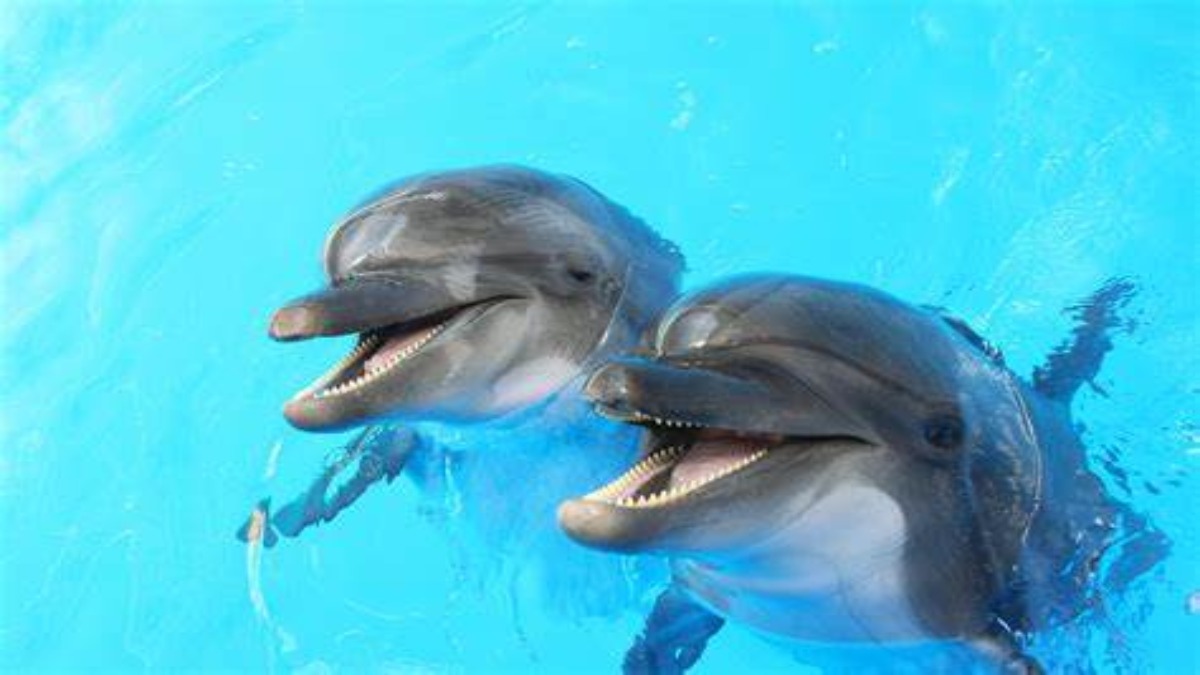I delfini creano grandi reti sociali come gli esseri umani