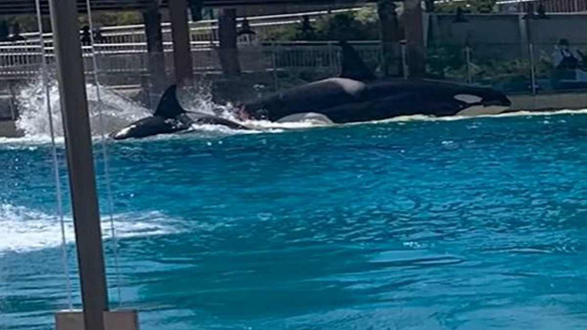 Scontro tra orche assassine nel parco acquatico SeaWorld di San Diego