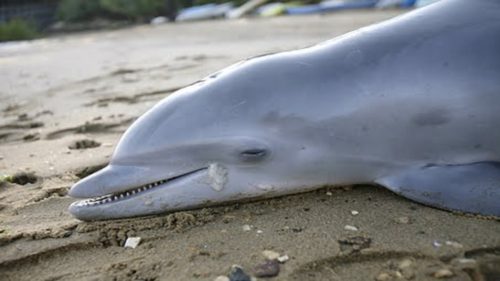 I sonar russi hanno ucciso più di 5 mila delfini nel Mar Nero