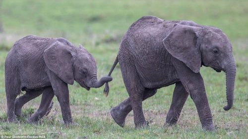 Giornata mondiale dell’elefante: ecco alcune curiosità su questi bellissimi animali