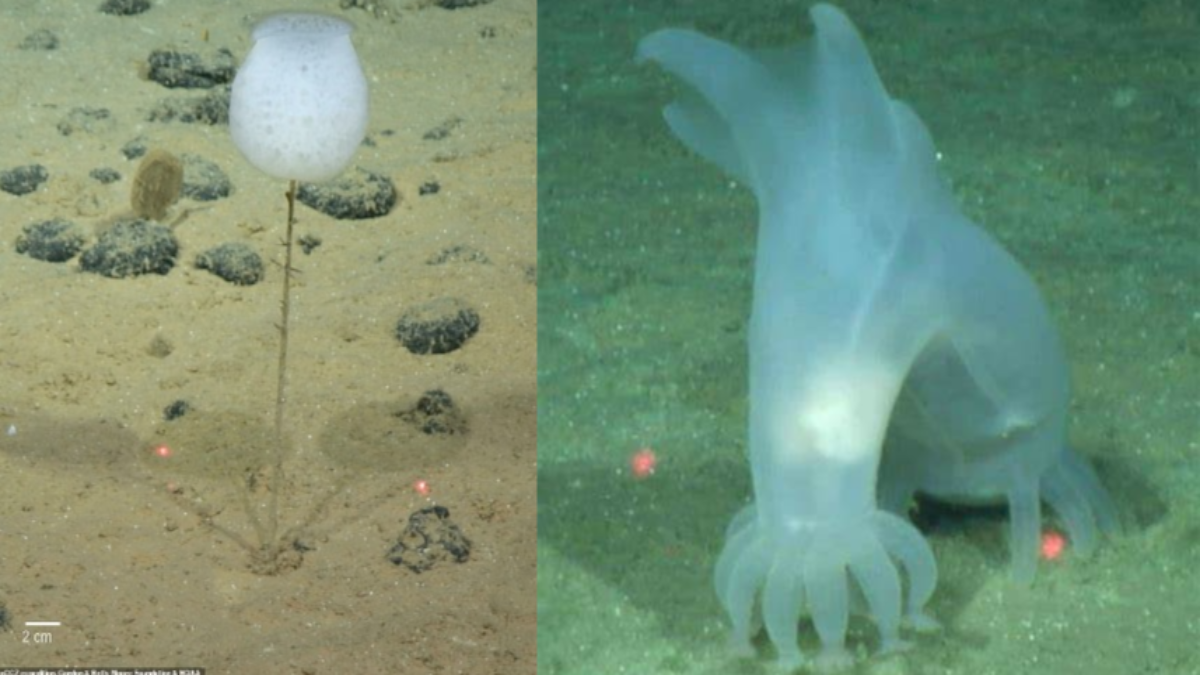 Scienziati individuano 30 nuove specie nelle profondità dell’Oceano Pacifico