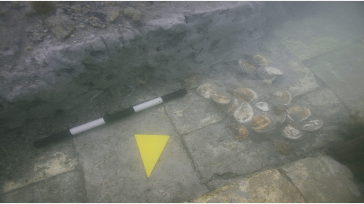 Incredibile scoperta a Venezia: allevamento di ostriche di epoca romana individuato nella laguna