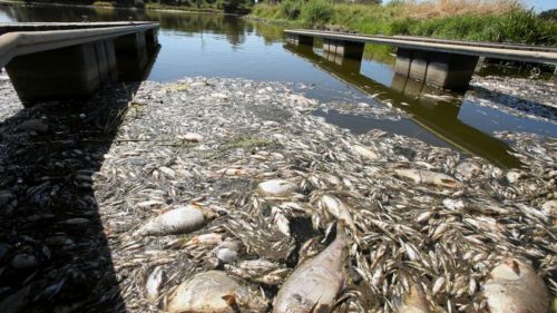 Misteriosa moria di pesci in un fiume polacco