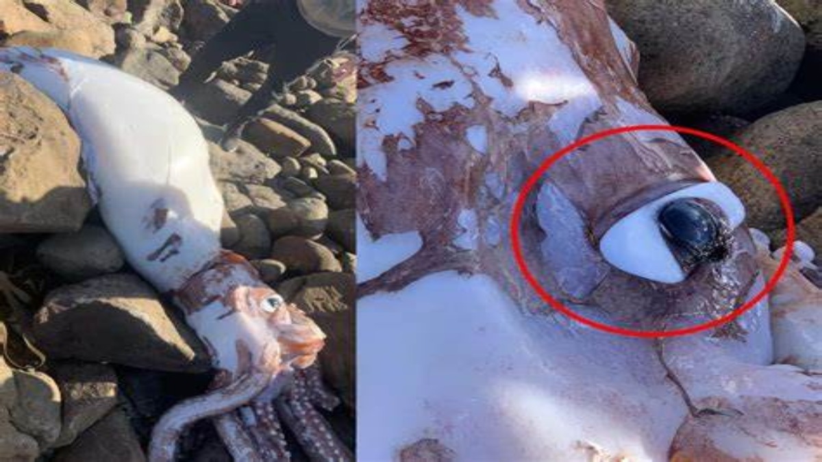 Sudafrica: raro calamaro gigante rinvenuto su una spiaggia