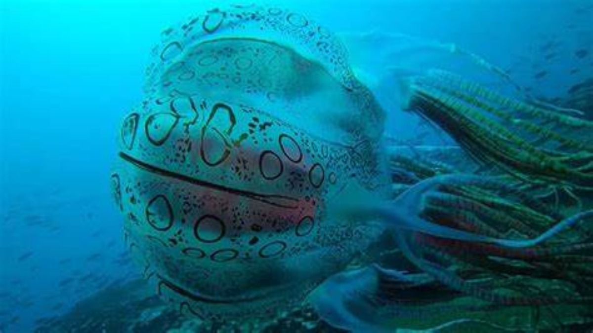 Papua Nuova Guinea: filmata per la prima volta una rarissima medusa