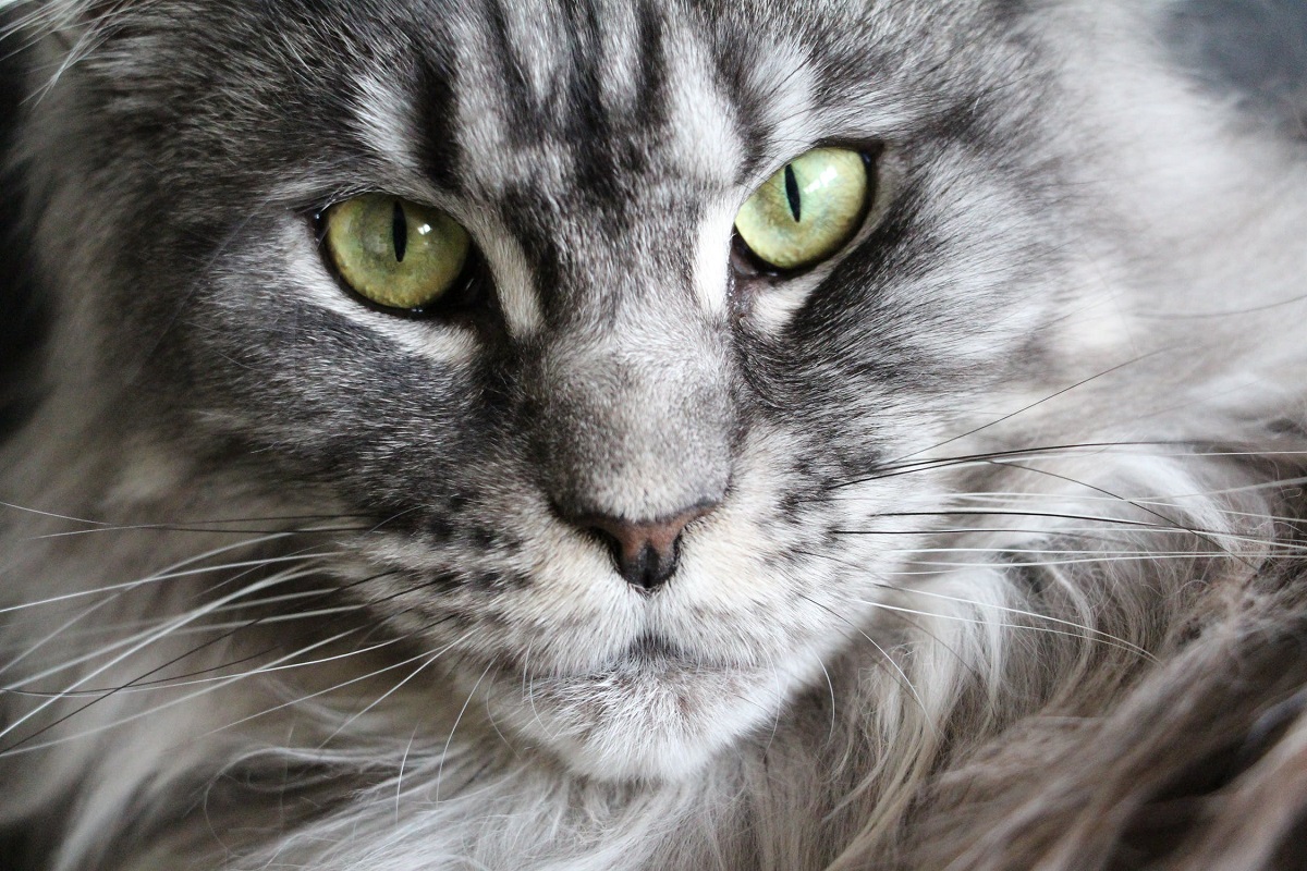maine coon-gatto più grande del mondo