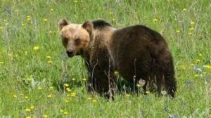 orso bruno-carolina del sud