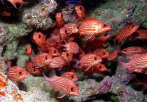 pesce scoiattolo