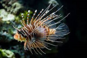 pesce scorpione