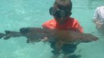 Bahamas: padre fa fare il bagno tra gli squali al figlio: i pesci gli divorano le gambe