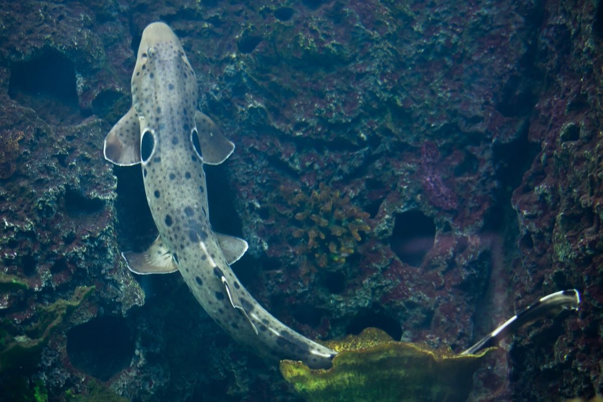 Alcuni squali si stanno adattando ai cambiamenti climatici e ora camminano sulla terraferma