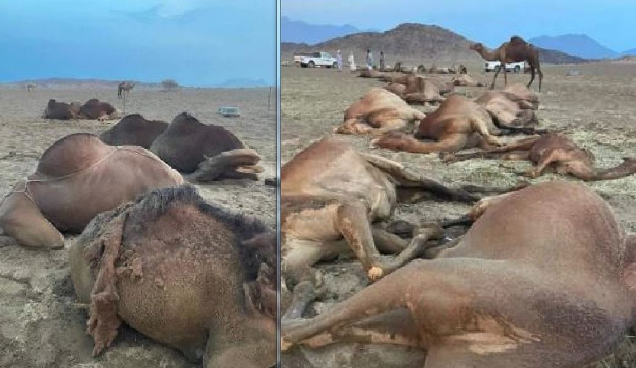 Colpiti in pieno da un fulmine, è strage: 29 cammelli sono morti