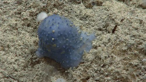 Gli scienziati trovano una ‘strana’ creatura blu nelle profondità dei Caraibi
