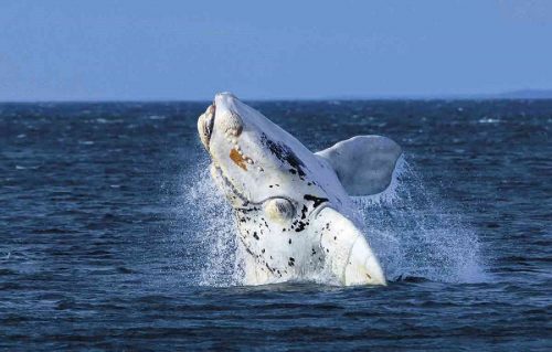 balena franca australe