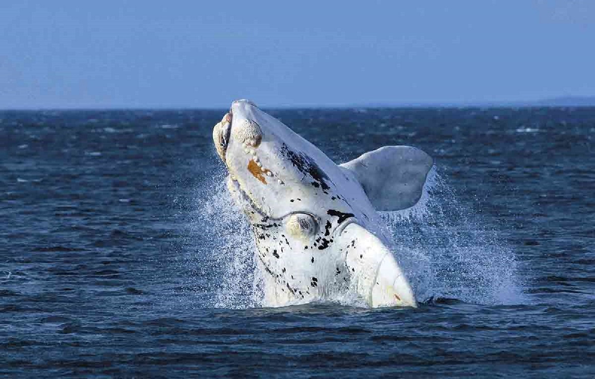 Balena franca australe: modifica i tempi di parto a causa dei cambiamenti climatici ed inquinamento