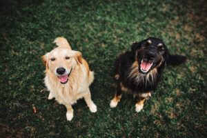 cani-odore-stress